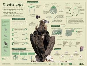 Infografia Voltor negre CUSTFOREST