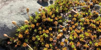 Polytrichum moss